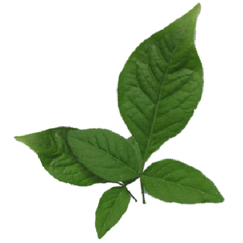 BilvamPatram