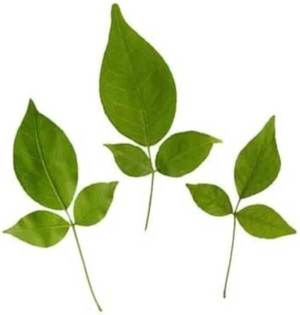 Bilva Patram (Pack of 5 Leaves) - Image 2