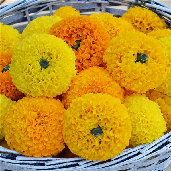 Marigold Mixed_2