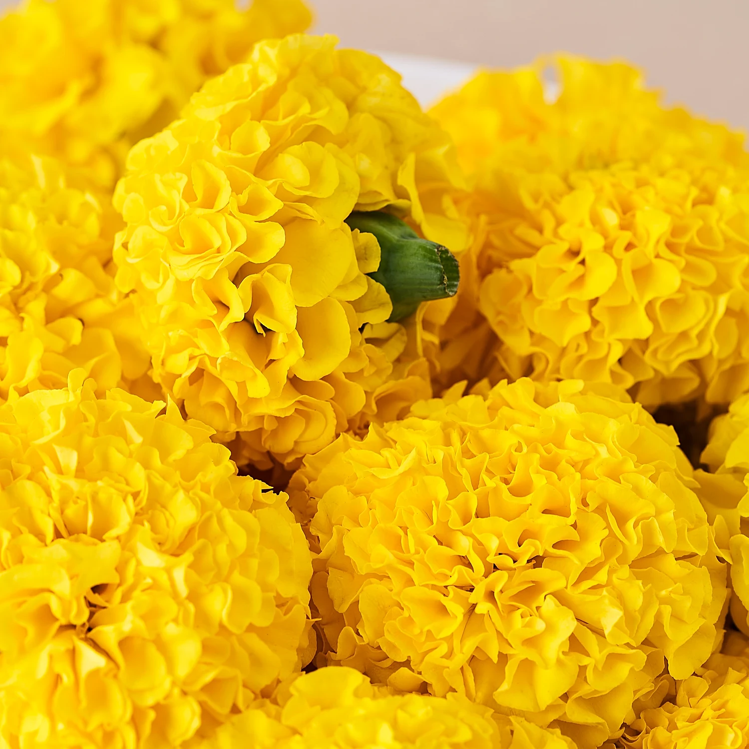 Marigold Yellow Loose
