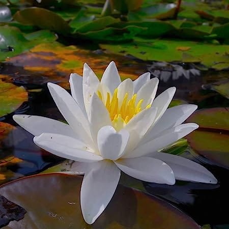 White Lotus