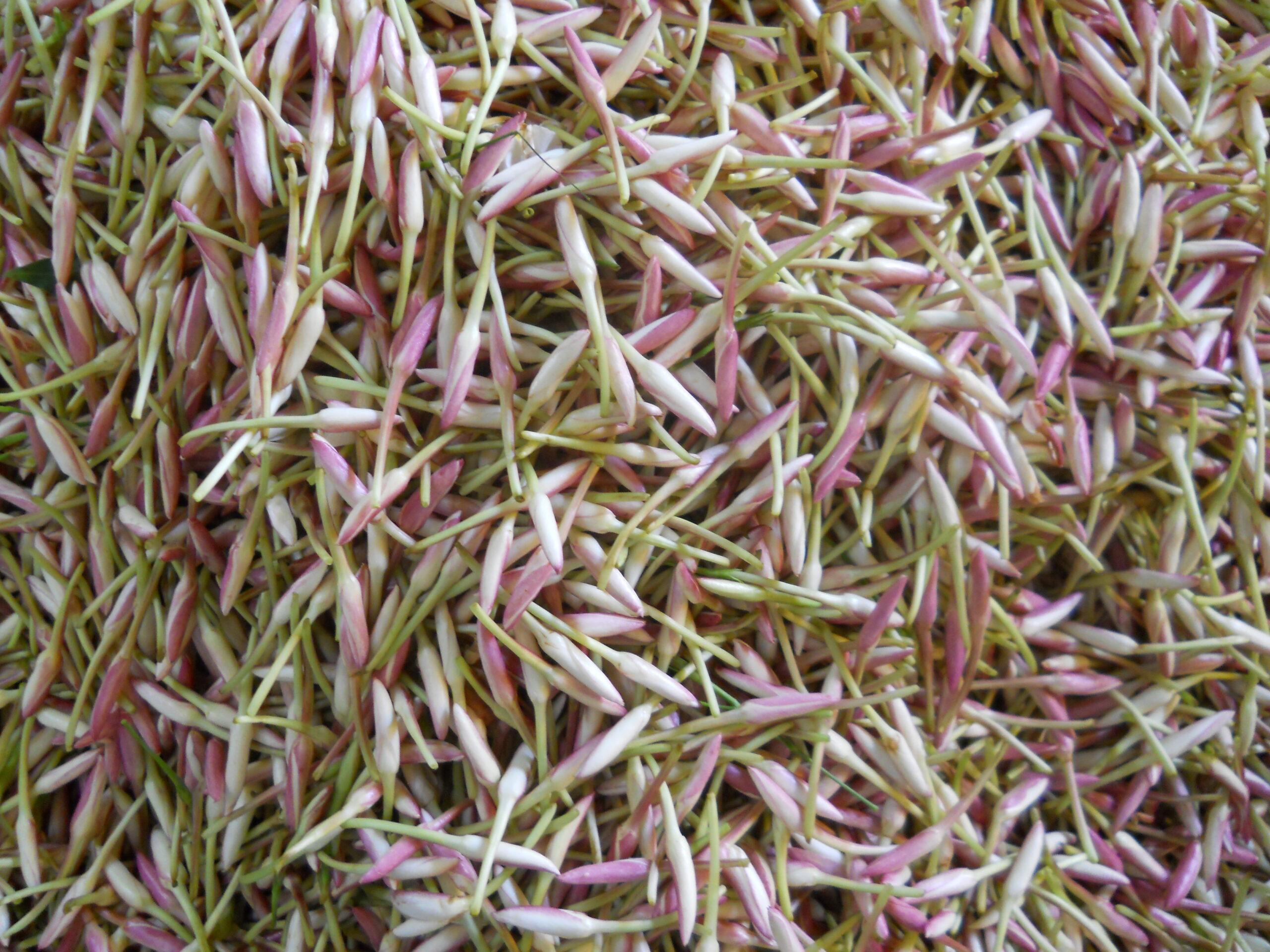 jathi-malligai-flower