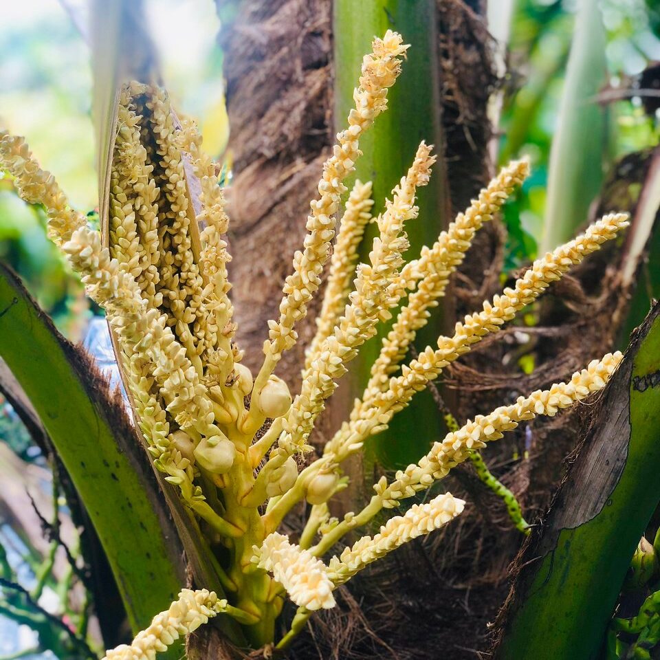 white-coconut-flower