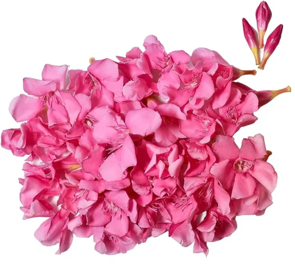 Pink Ganneru/Arali – Small (Loose) - Image 3